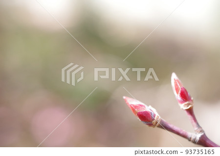 Sprouting sprout Sprouting sprout 93735165