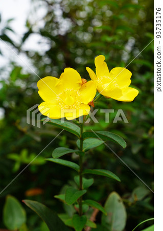 Tylin quince shi 93735176