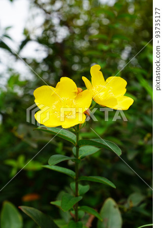 Tylin quince shi 93735177