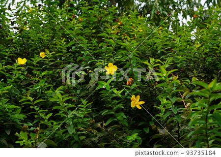 Tylin quince shi Tylin quince shi 93735184