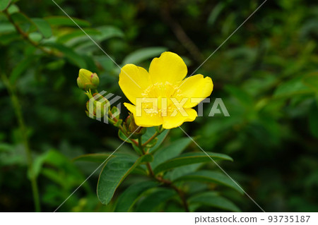 Tylin quince shi Tylin quince shi 93735187