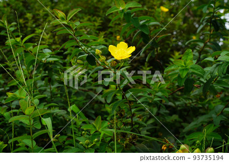 Tylin quince shi 93735194