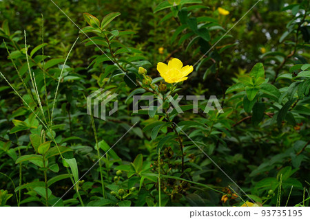 Tylin quince shi 93735195