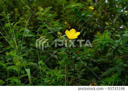 Tylin quince shi Tylin quince shi 93735196