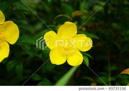 Tylin quince shi 93735198