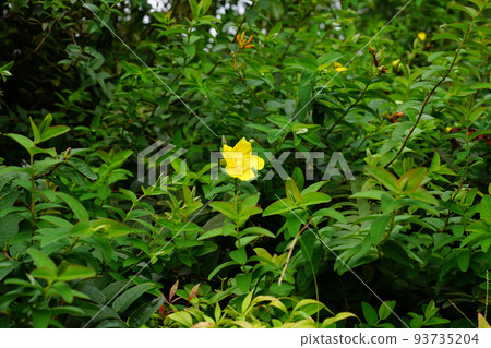 Tylin quince shi Tylin quince shi 93735204