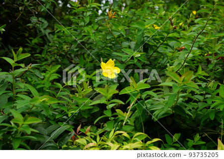 Tylin quince shi Tylin quince shi 93735205