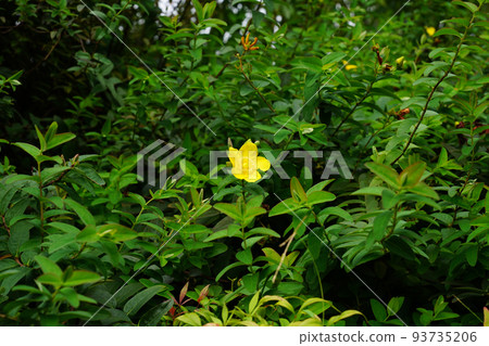 Tylin quince shi 93735206