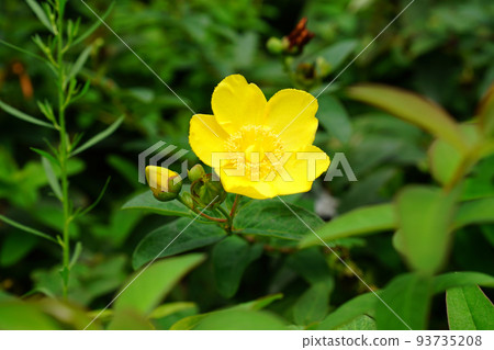 Tylin quince shi 93735208