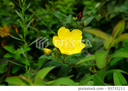 Tylin quince shi Tylin quince shi 93735211