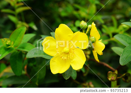 Tylin quince shi 93735213