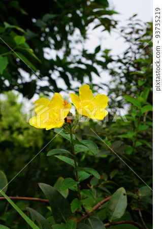 Tylin quince shi 93735219