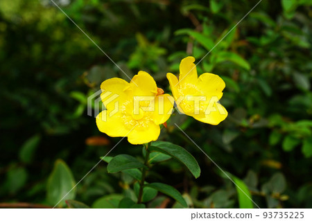 Tylin quince shi 93735225