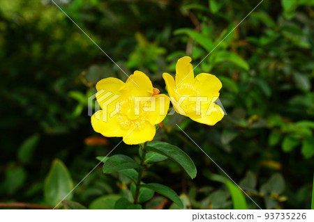 Tylin quince shi 93735226