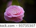 Japanese camellias at Jionji Temple | Jionji Temple, Sagae City, Yamagata Prefecture 93735307