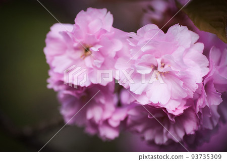 Double cherry blossoms at Jionji Temple | Jionji Temple, Sagae City, Yamagata Prefecture 93735309