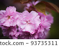 Double cherry blossoms at Jionji Temple | Jionji Temple, Sagae City, Yamagata Prefecture 93735311