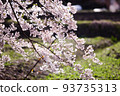 Cherry blossoms in full bloom | Everyday scenery in Yamagata 93735313
