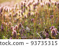 Lamb's nettle shining in the garden||Yamagata's everyday scenery 93735315