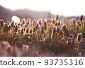 Lamb's nettle shining in the garden||Yamagata's everyday scenery 93735316