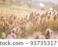 Lamb's nettle shining in the garden||Yamagata's everyday scenery 93735317