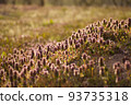 Lamb's nettle standing in the garden || Scenery in everyday life in Yamagata 93735318
