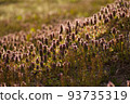 Lamb's nettle standing in the garden || Scenery in everyday life in Yamagata 93735319
