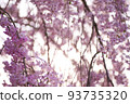 Cherry blossoms in full bloom | Everyday scenery in Yamagata 93735320