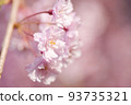 Pale pink cherry blossoms | Everyday scenery in Yamagata 93735321