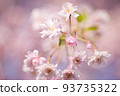 Pale pink cherry blossoms | Everyday scenery in Yamagata 93735322