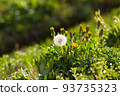 Dandelions blooming on a side street | Everyday scenery in Yamagata 93735323