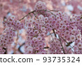 Cherry blossoms in full bloom | Everyday scenery in Yamagata 93735324