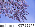 Blue Sky and Cherry Blossoms | Everyday scenery in Yamagata 93735325