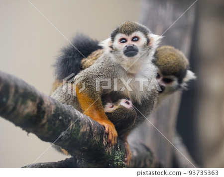 Family of Common squirrel monkeys. Male, female and baby Saimiri sciureus are perching on tree branch. 93735363