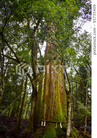 [Kyoto Sightseeing] Kifune Shrine Association _ Giant Tree of Marriage - Aioi Cedar [Power Spot] 93735409