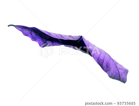 abstract purple dry leaves isolated on a white background tropical dry leaves clipping path. 93735685