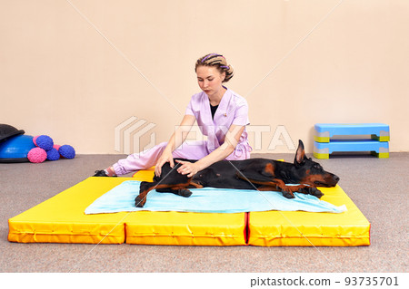 Dog is engaged fitness on massage and physiotherapy carpet. Training device for rehabilitation exercising in the Veterinary clinic Dog is engaged fitness on massage and physiotherapy carpet. Training device for rehabilitation exercising in the Veterinary clinic 93735701