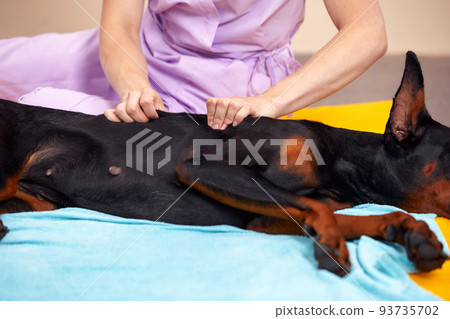 big dog lying on the floor and gets a massage on its thight 93735702