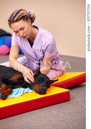 big dog lying on the floor and gets a massage on its thight 93735704