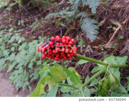 Fruit of a cockroach 93736094