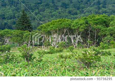 stone birches among bamboo thickets, wooded landscape of Kunashir island, monsoon coastal forest stone birches among bamboo thickets, wooded landscape of Kunashir island, monsoon coastal forest 93736295