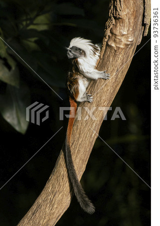 Portrait of a fluffy cotton-top tamarin in tree with long black tail 93736361