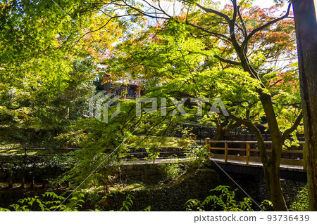 【京都秋季觀光】北野天滿宮的藍色楓葉混合楓葉園【學神與紅葉的顏色】 93736439