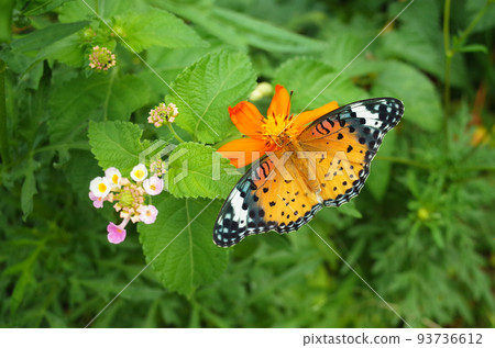 黑翅貝母（雌） 一隻蝴蝶棲息在一朵黃色的波斯菊花上 93736612
