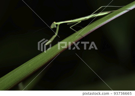 棲息在植物葉子上的螳螂昆蟲 93736665
