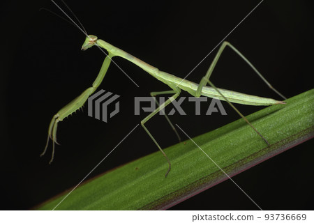棲息在植物葉子上的螳螂昆蟲 93736669