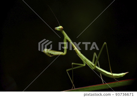 棲息在植物葉子上的螳螂昆蟲 93736671