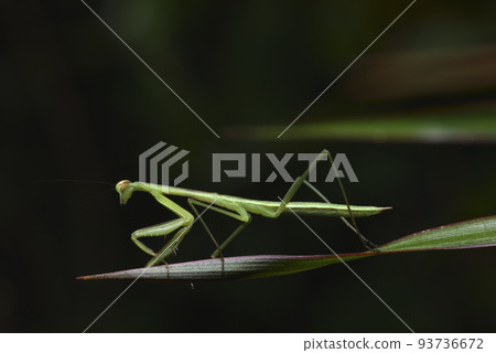 棲息在植物葉子上的螳螂昆蟲 93736672