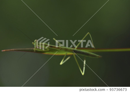 Mantis insect perched on plant leaf Mantis insect perched on plant leaf 93736673