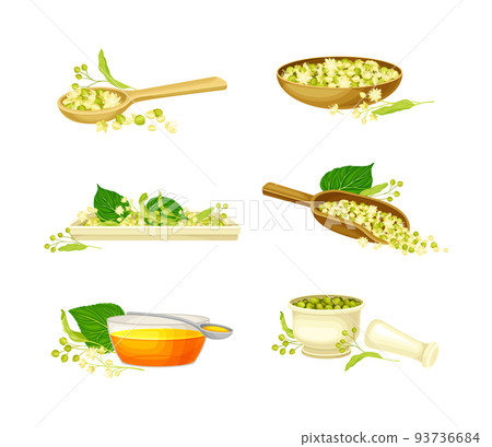 Small-leaved Linden or Tilia Cordata Blossom in Scoop and Bowl with Honey in Jar Vector Set 93736684